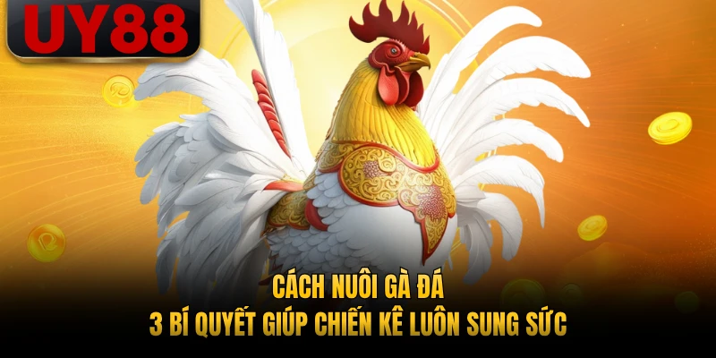 Cách Nuôi Gà Đá - 3 Bí Quyết Giúp Chiến Kê Luôn Sung Sức