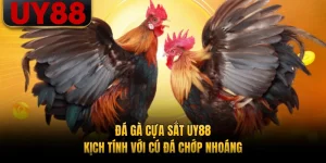 Đá Gà Cựa Sắt UY88 - Kịch Tính Với Cú Đá Chớp Nhoáng