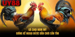 Gà Chọi Nam Mỹ - Giống Kê Ngoại Được Dân Chơi Săn Tìm