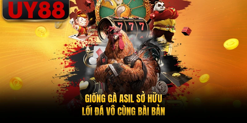 Giống gà Asil sở hữu lối đá vô cùng bài bản