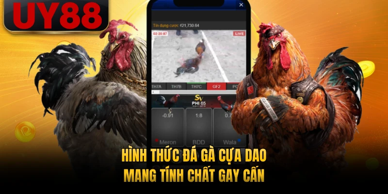 Hình thức đá gà cựa dao mang tính chất gay cấn