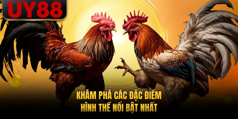 Khám phá các đặc điểm hình thể nổi bật nhất