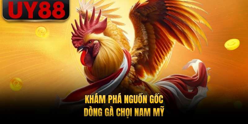 Khám phá nguồn gốc dòng gà chọi Nam Mỹ