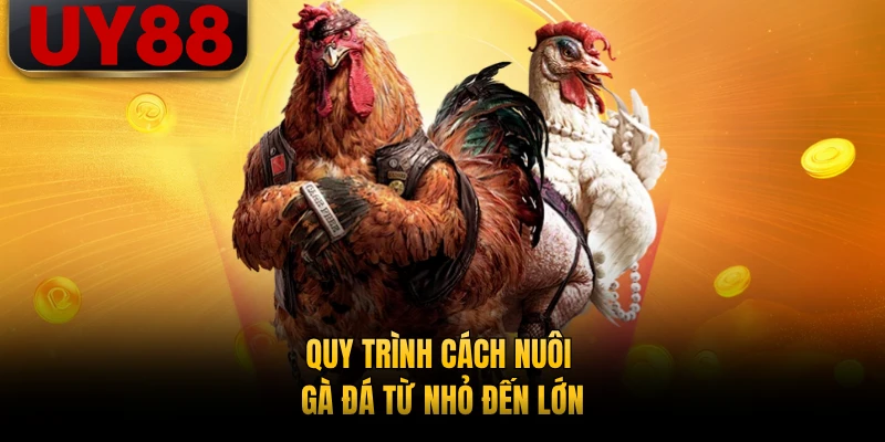 Quy trình cách nuôi gà đá từ nhỏ đến lớn