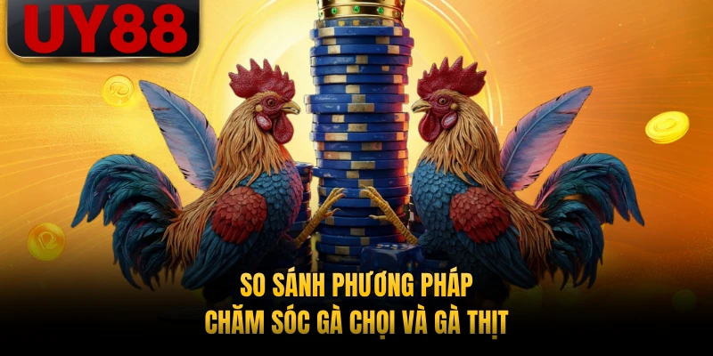 So sánh phương pháp chăm sóc gà chọi và gà thịt